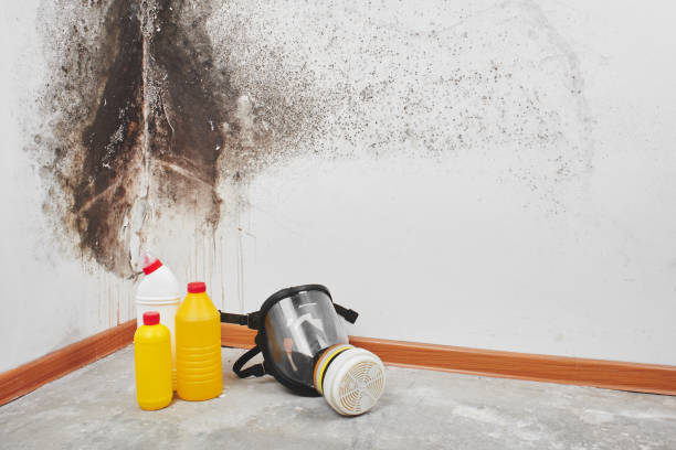 Best Mold Testing  in Churchill, MT