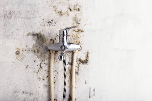 Best Commercial Mold Removal  in Churchill, MT