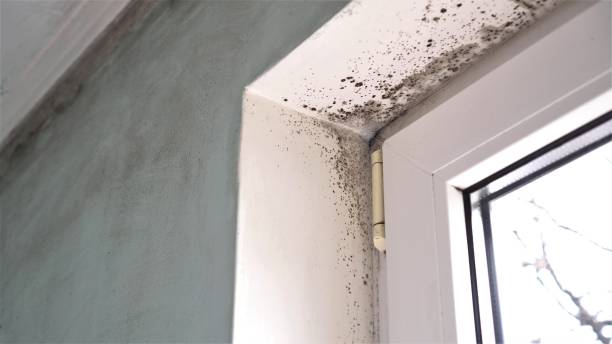 Best Crawl Space Mold Removal  in Churchill, MT