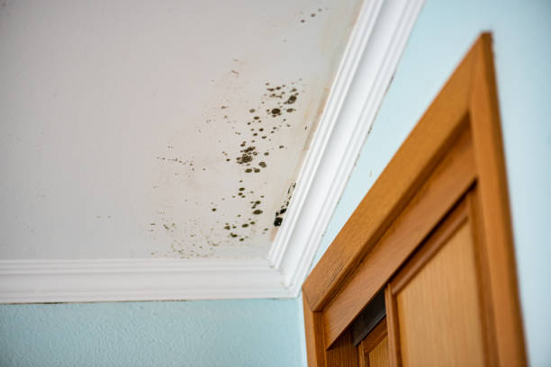 Best Mold Removal Company Near Me  in Churchill, MT