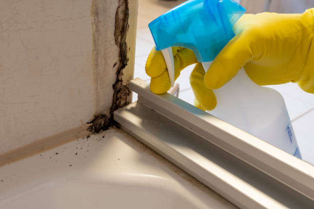 Certified Mold Removal in Churchill, MT