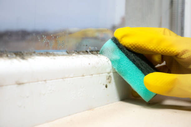 Best Mold Cleaning Services  in Churchill, MT