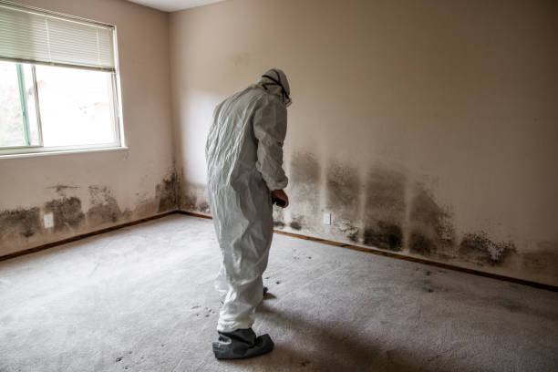 Best Mold Remediation  in Churchill, MT
